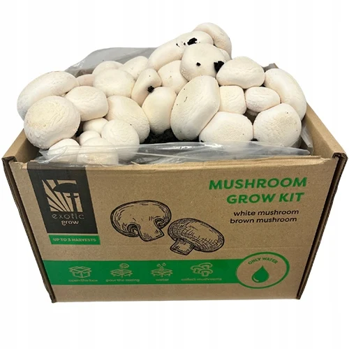 Home mushroom grow kit box packaging custom logo printed USA